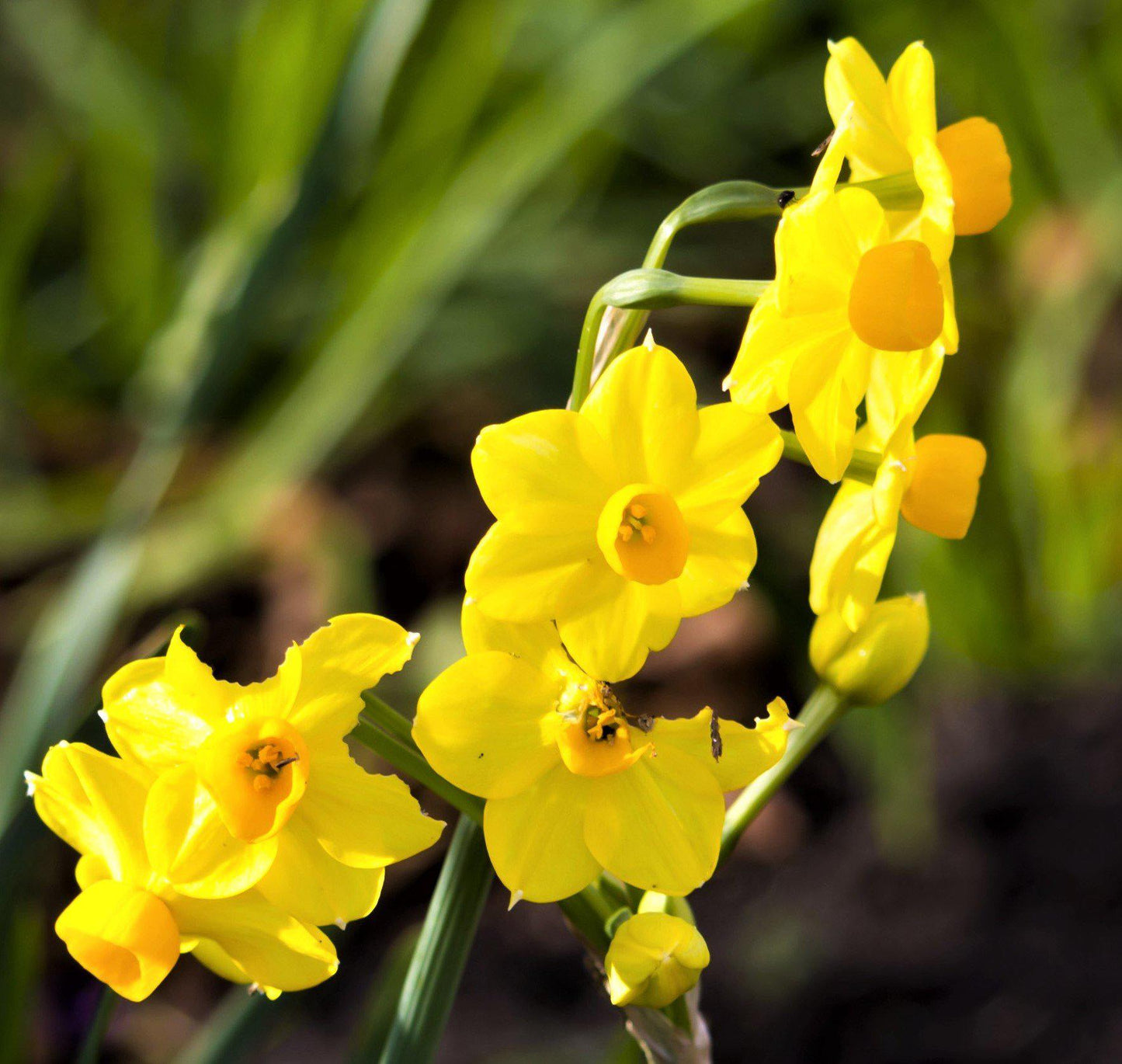Baby Boomer Daffodil - PreOrder