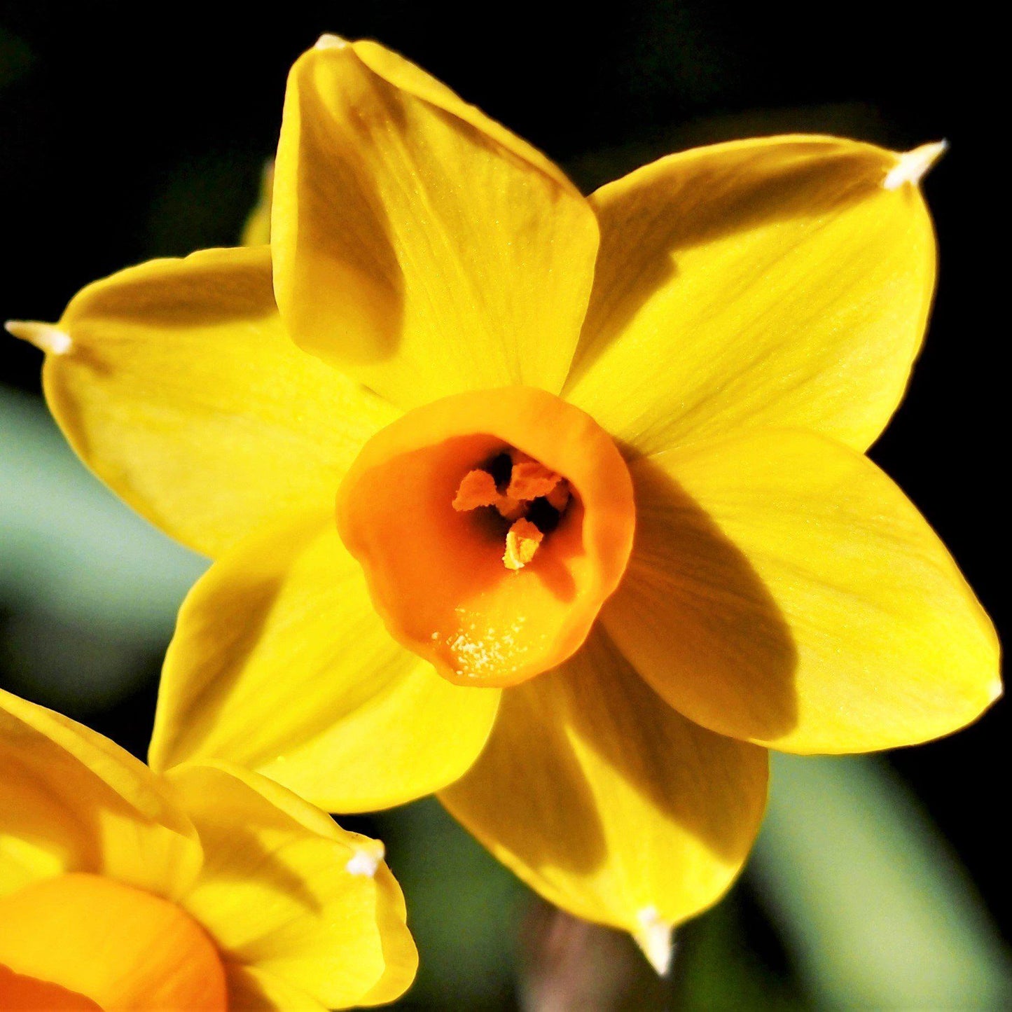 Baby Boomer Daffodil - PreOrder