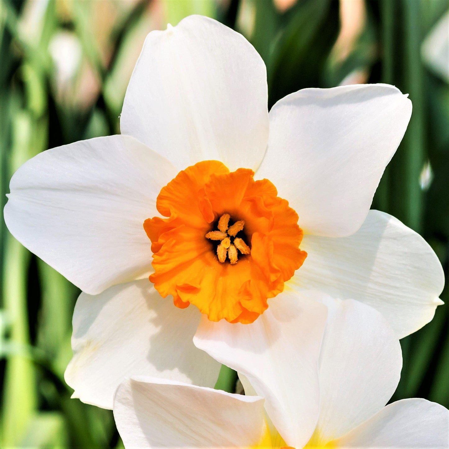 Barrett Browning Daffodil - PreOrder