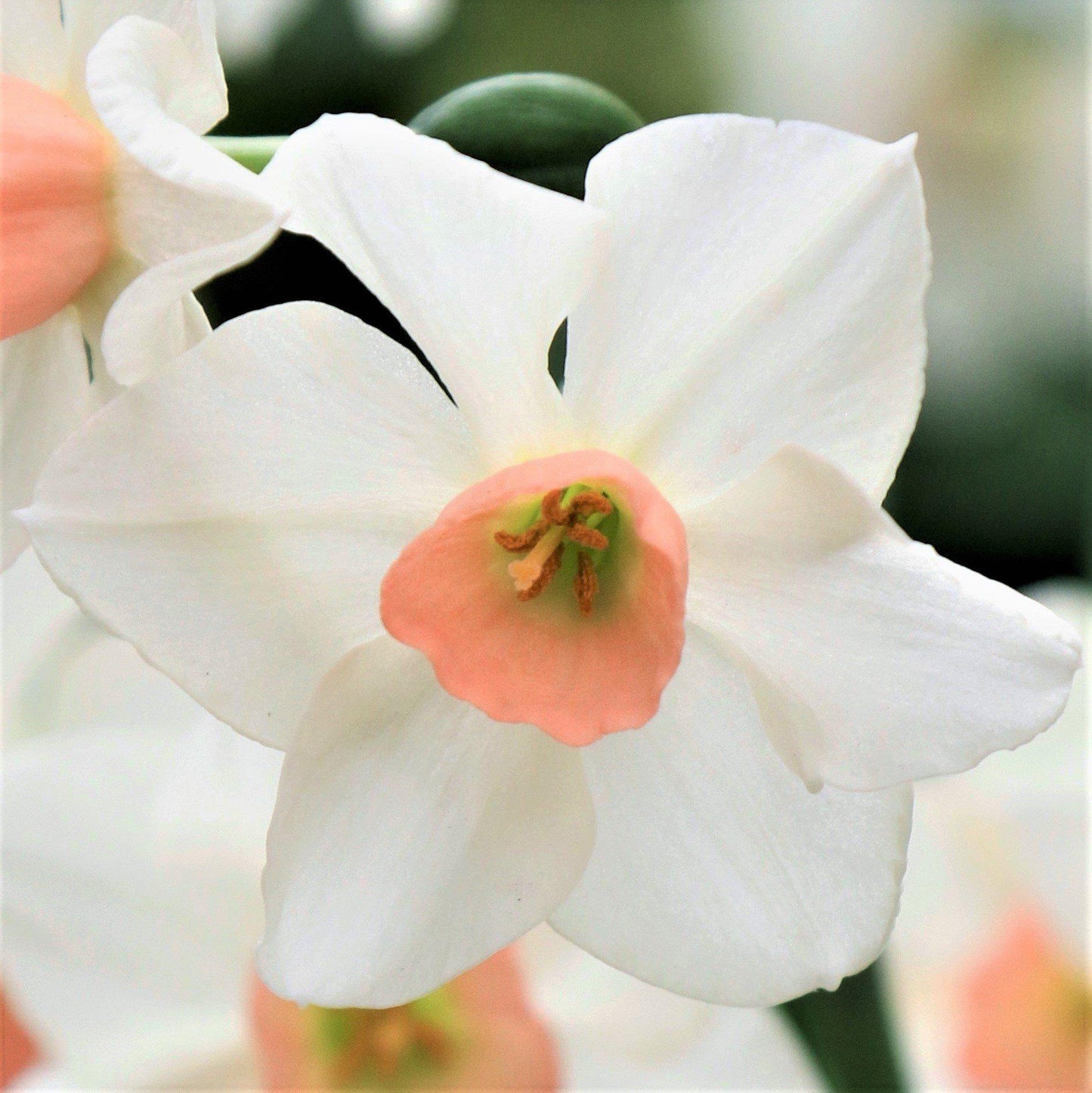 Bell Song Daffodil - PreOrder
