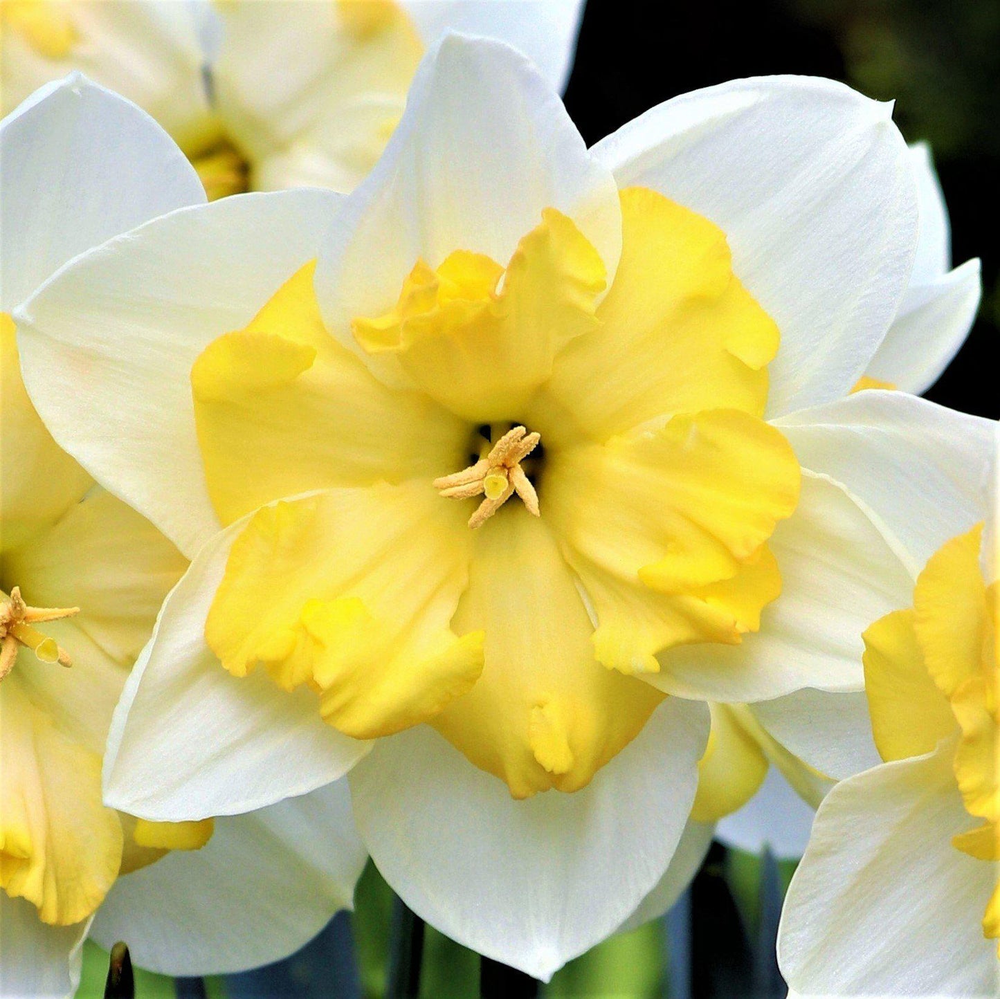 Bella Estrella Daffodil - PreOrder