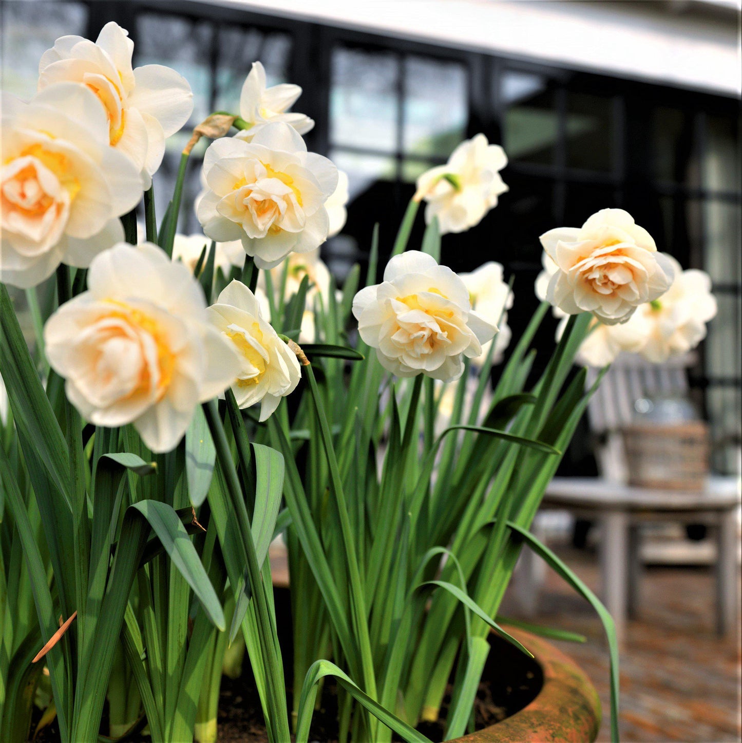 Bridal Crown Daffodil - PreOrder