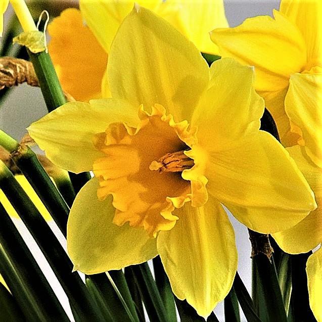 Carlton Daffodil - PreOrder