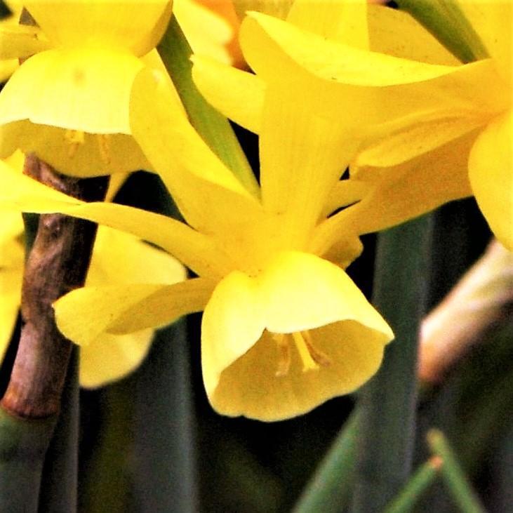 Narcissus - Daffodil Hawera