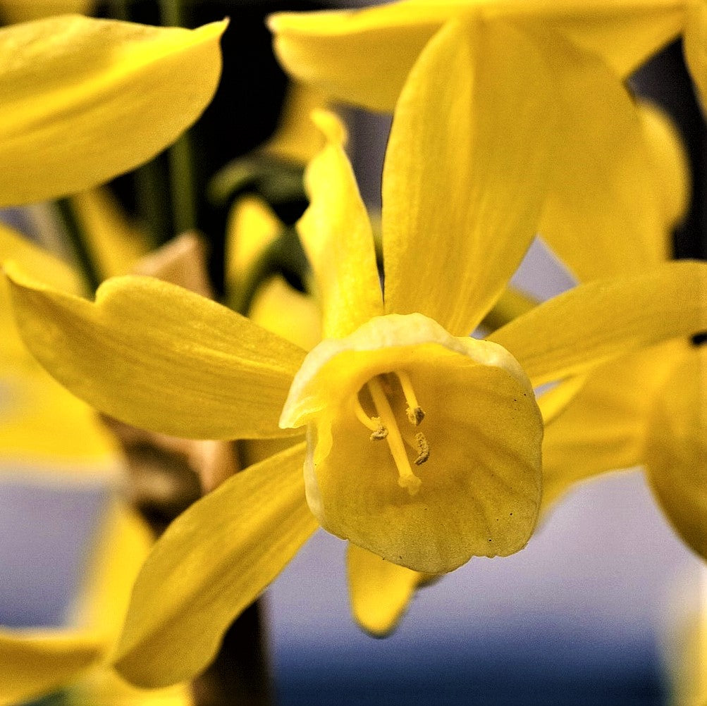 Narcissus - Daffodil Hawera