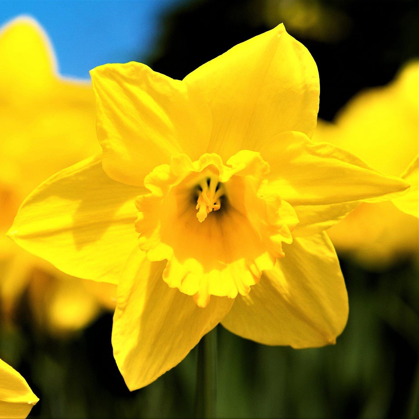 Narcissus - Daffodil Quail