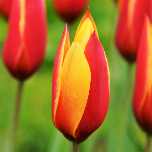 Tulip - Clusiana Chrysantha