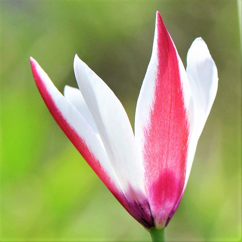 Tulip - Clusiana Lady Jane