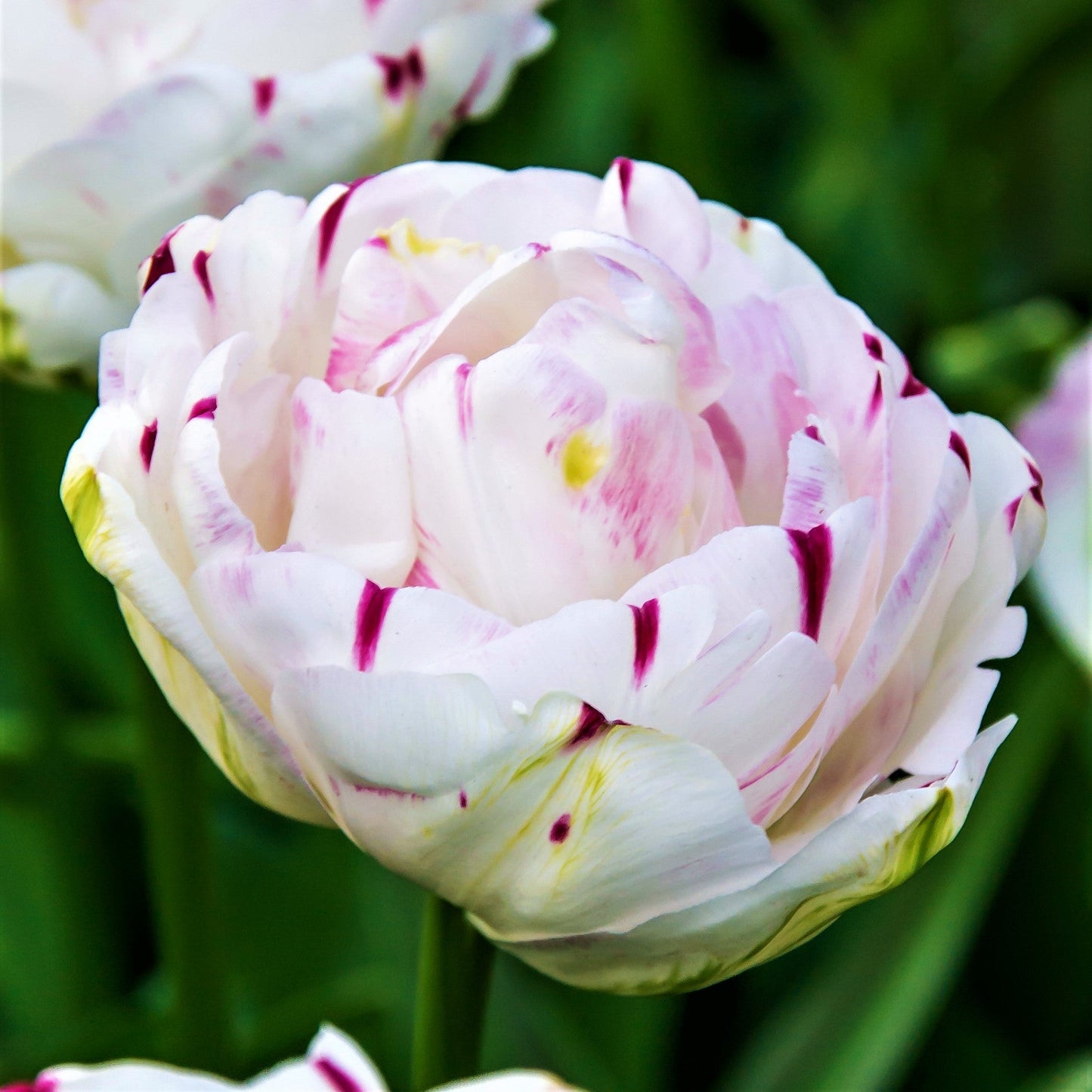 Tulip - Danceline