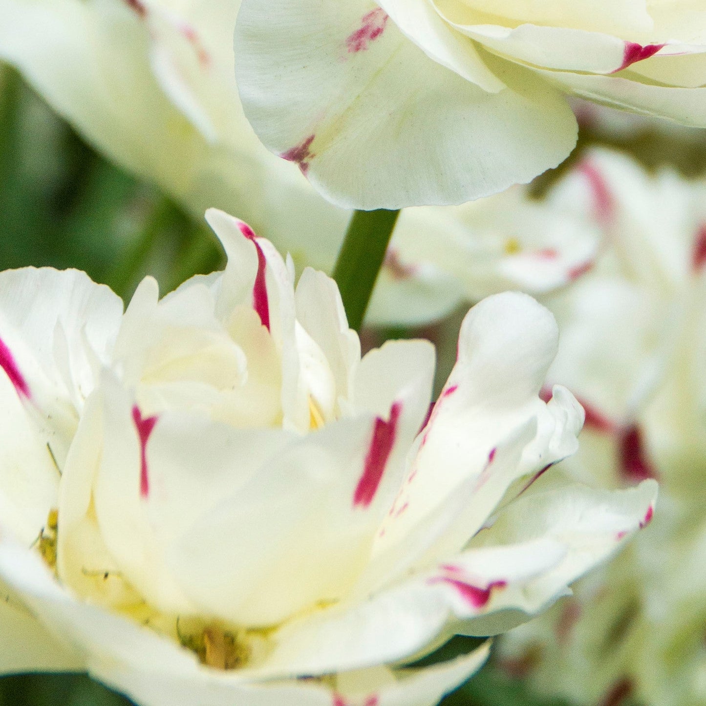 Tulip - Danceline
