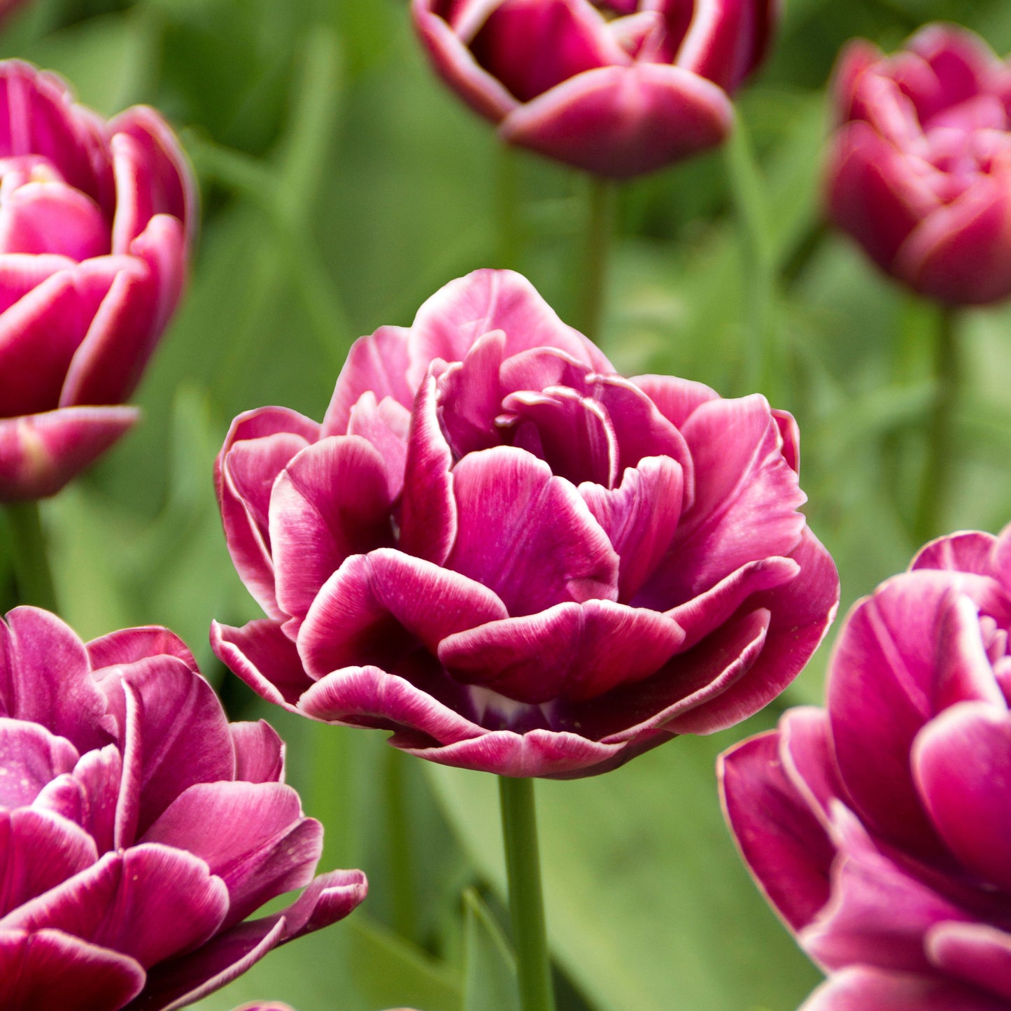 Tulip - Dream Touch