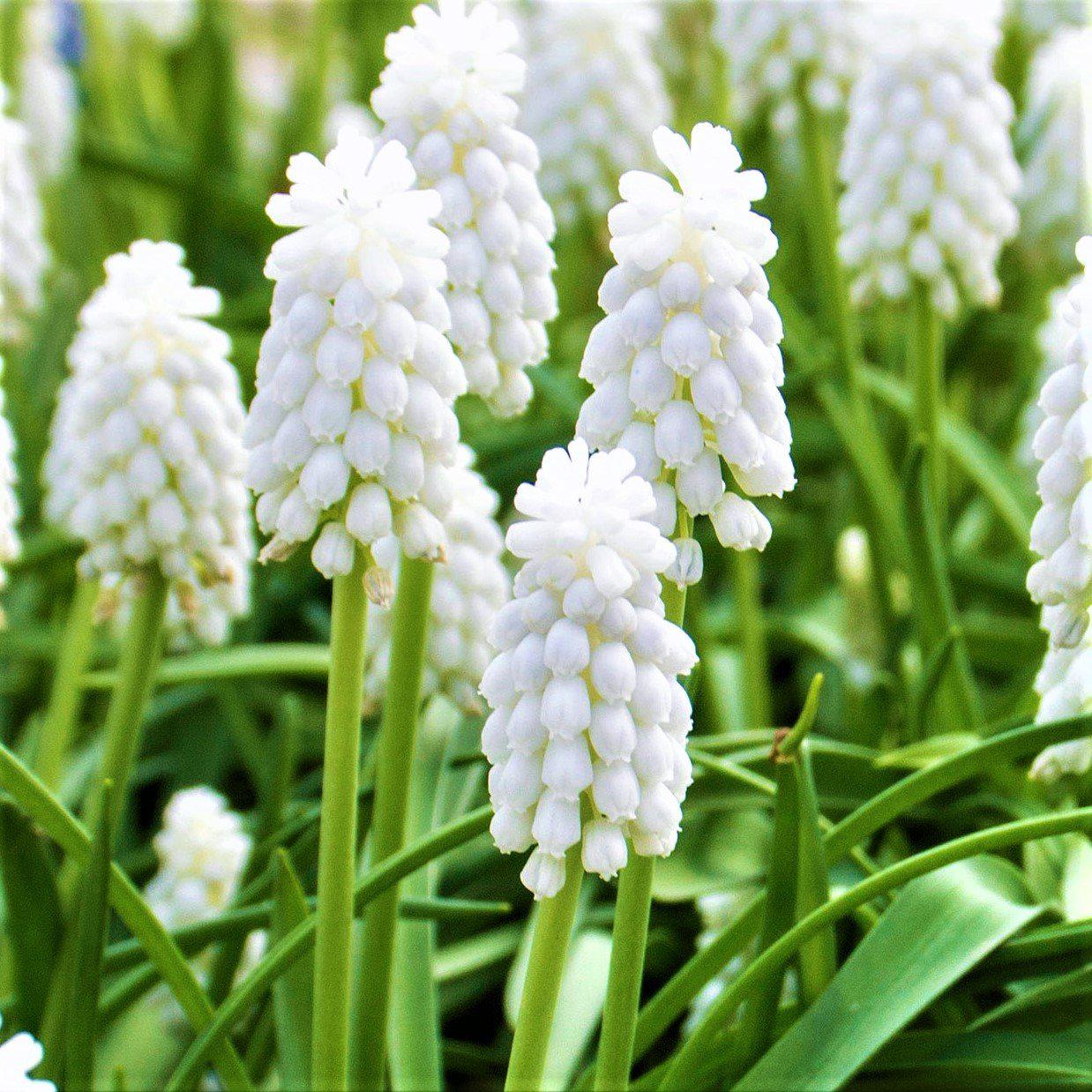 Siberian Tiger Grape Hyacinth - PreOrder