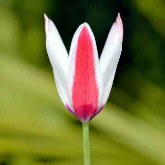 Tulip - Clusiana Lady Jane