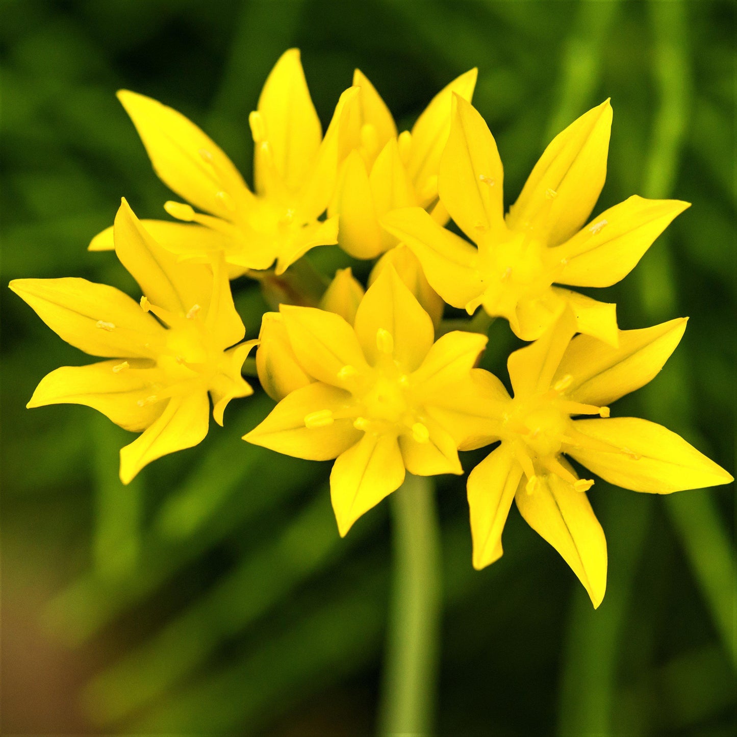 Allium - Moly Golden Garlic