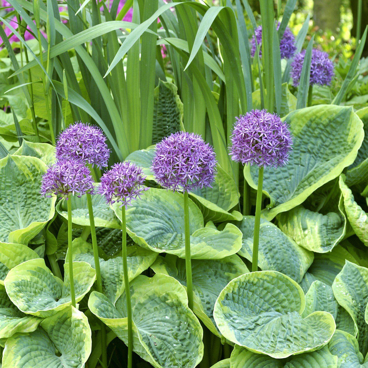 Allium - Aflatunense Purple Sensation