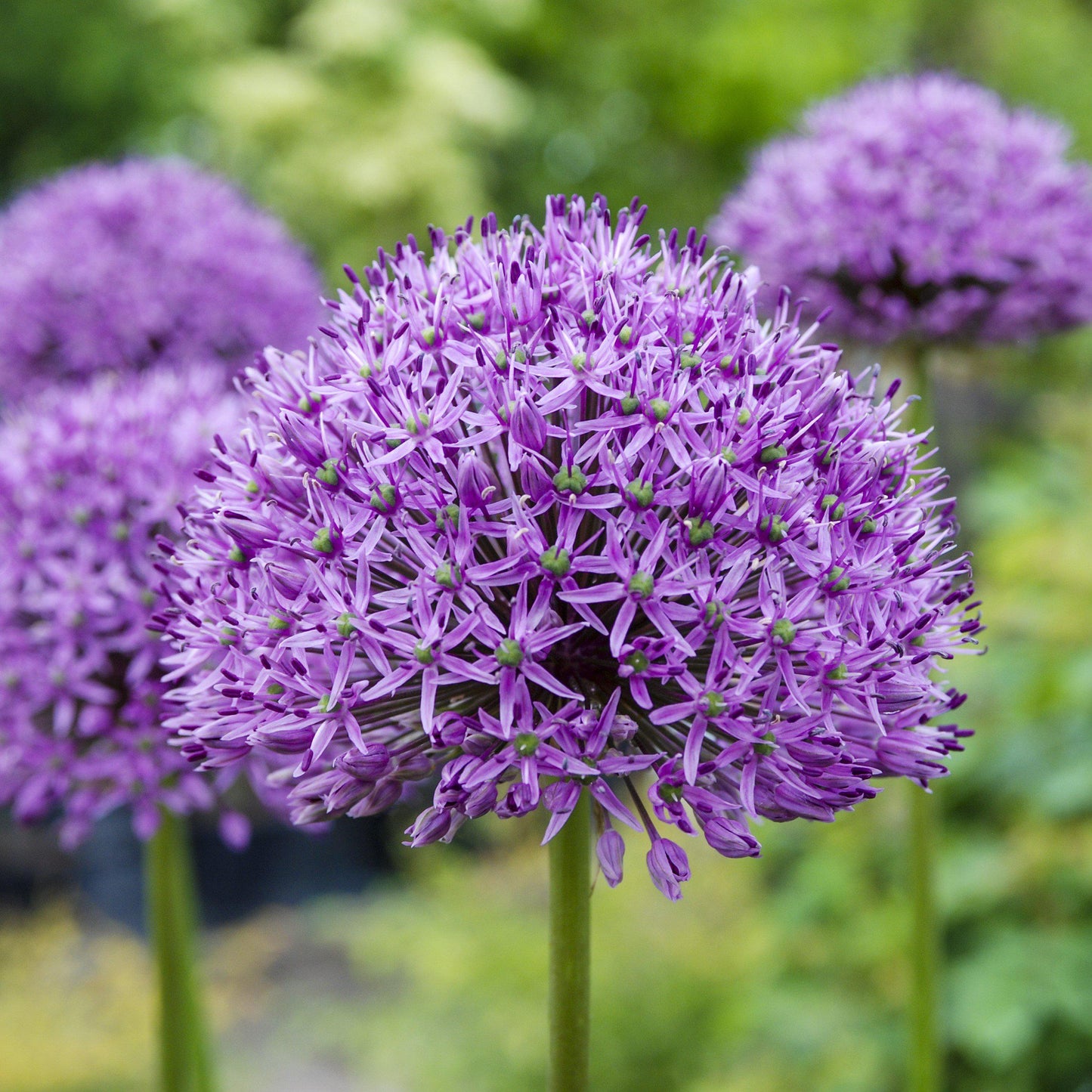 Purple Sensation Allium - PreOrder