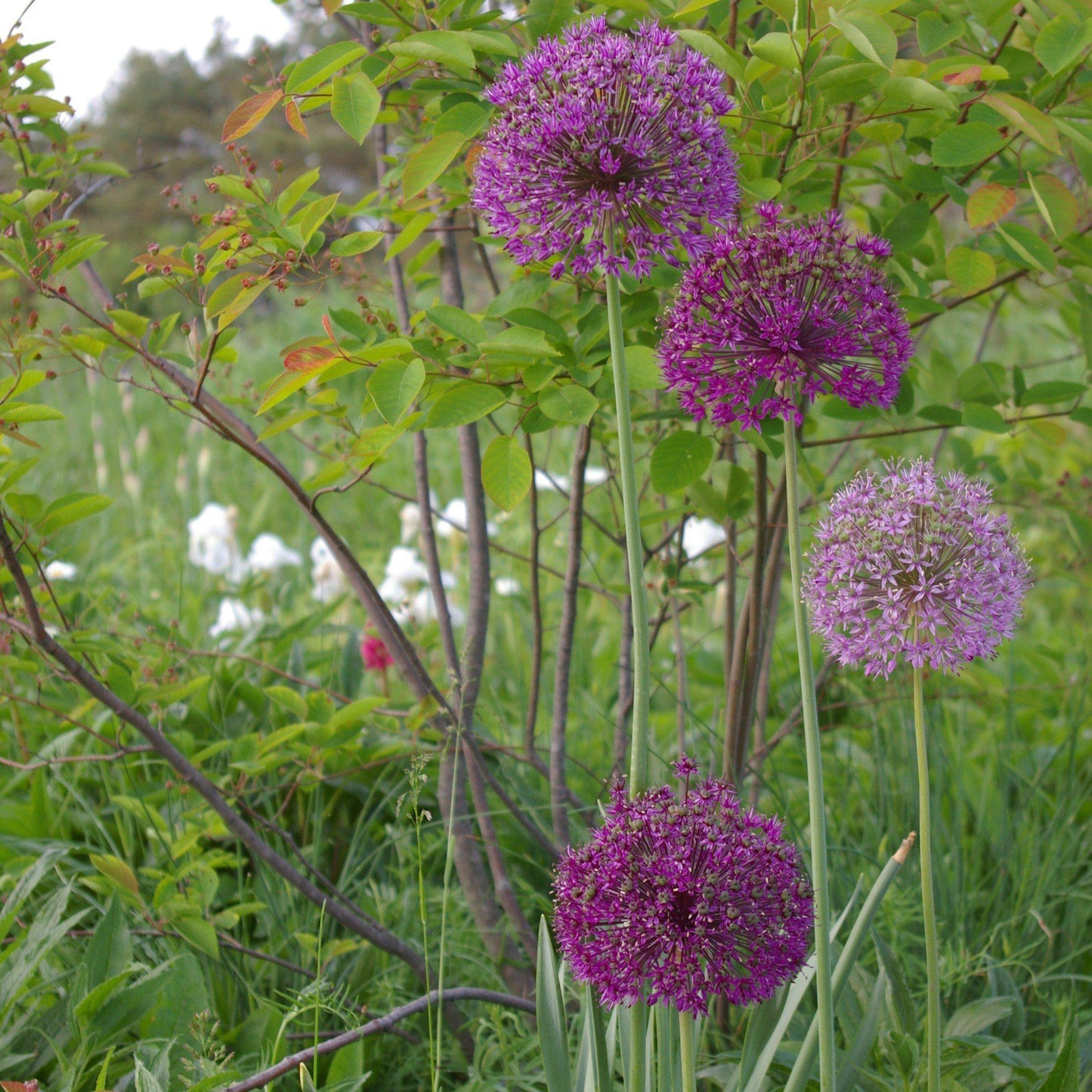 Purple Sensation Allium - PreOrder