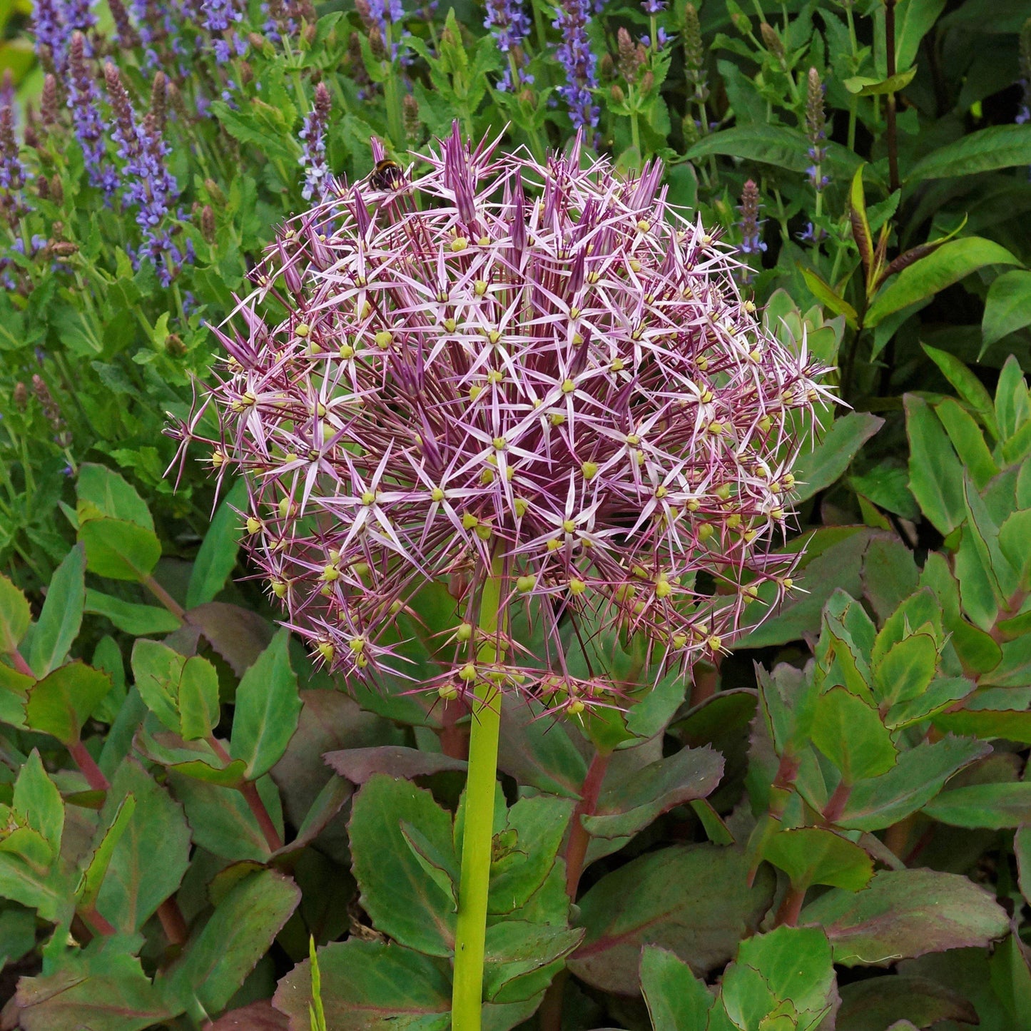 Allium - Christophii Star of Persia