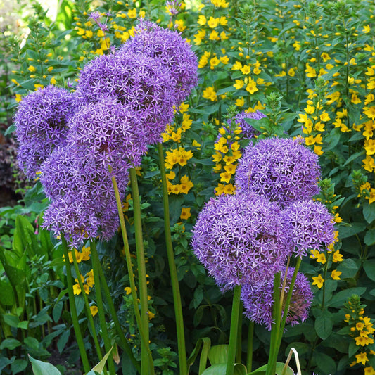 Globemaster Allium