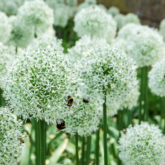 Mount Everest Allium