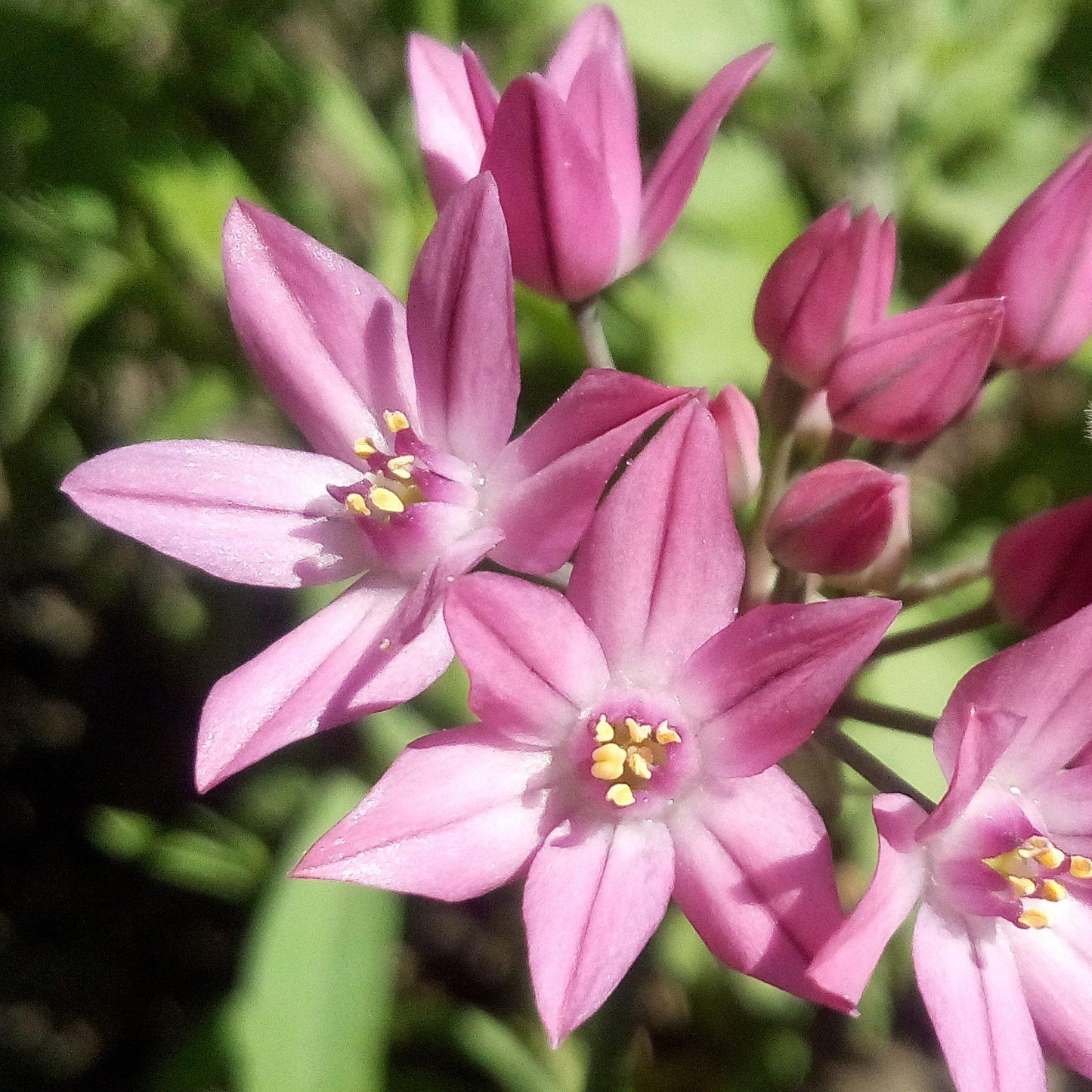 Oreophilum Allium - PreOrder
