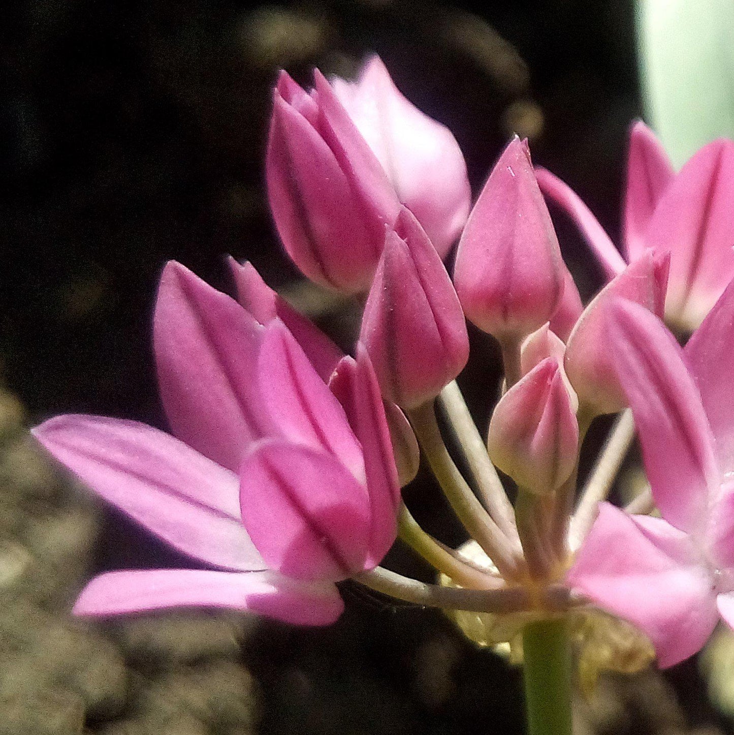 Oreophilum Allium - PreOrder