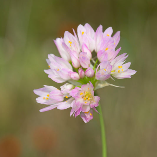 Rosy Garlic Allium