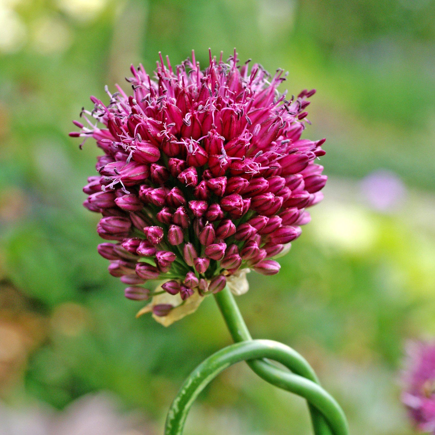 Drumstick Allium - PreOrder