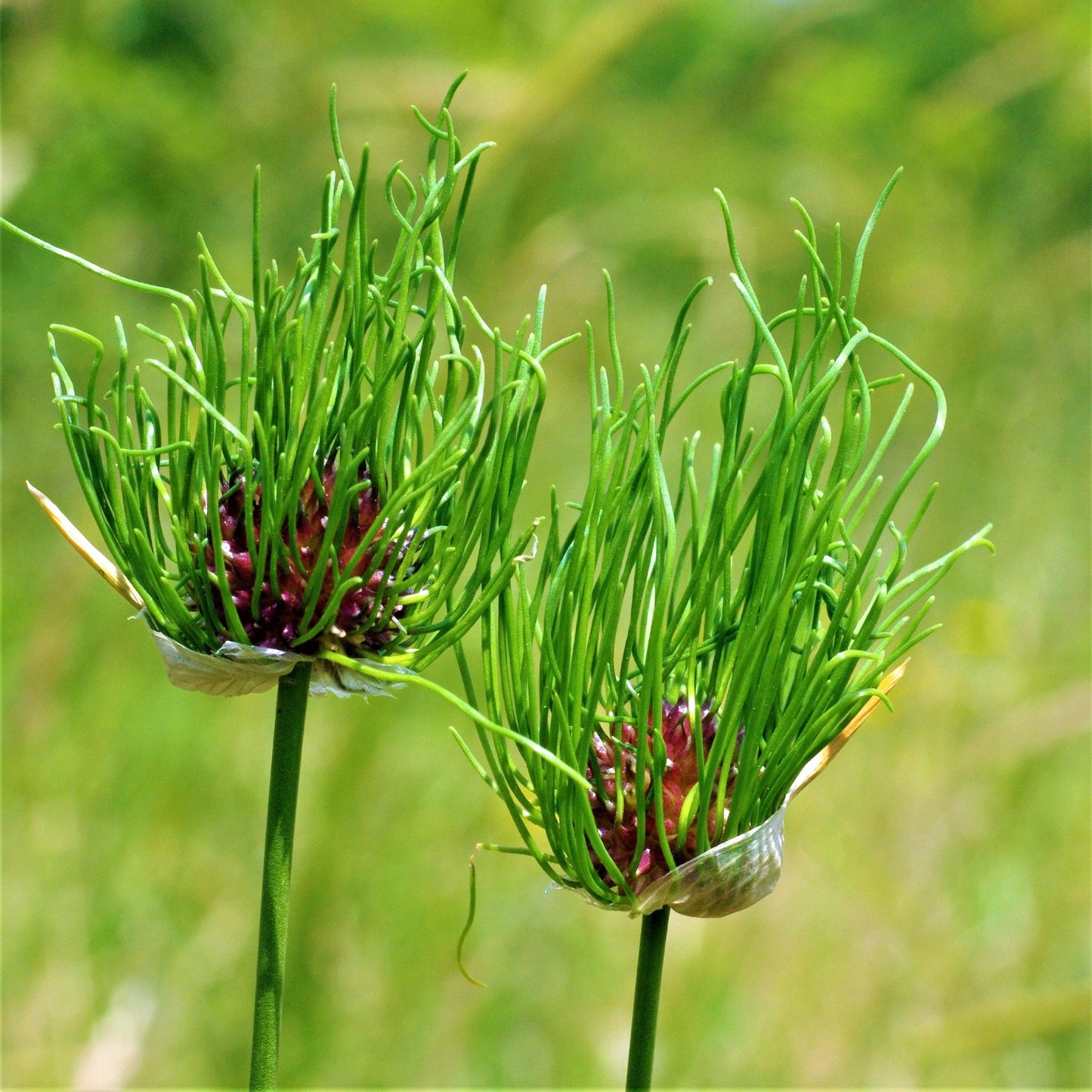 Allium - Vineale Dready