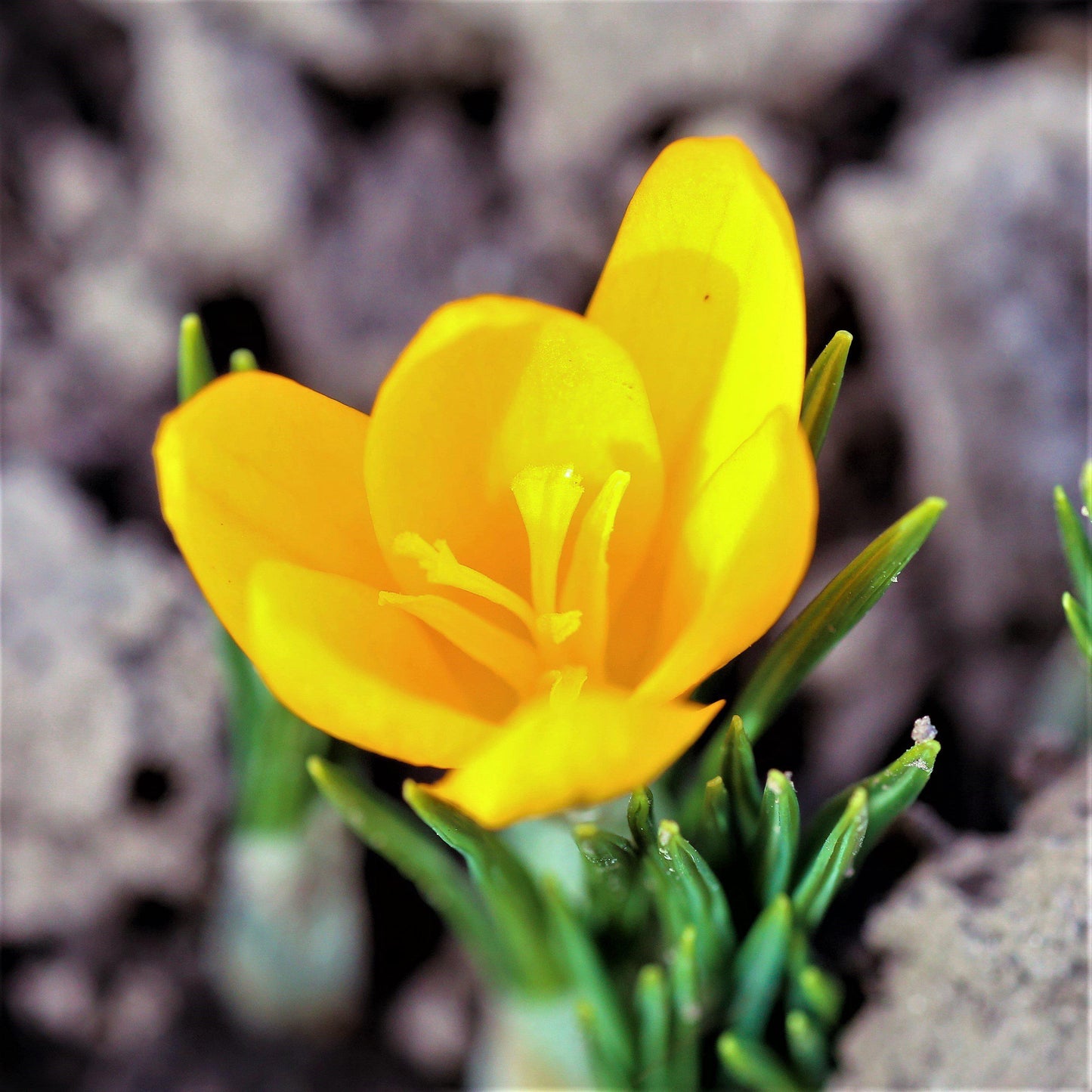 Goldilocks Crocus