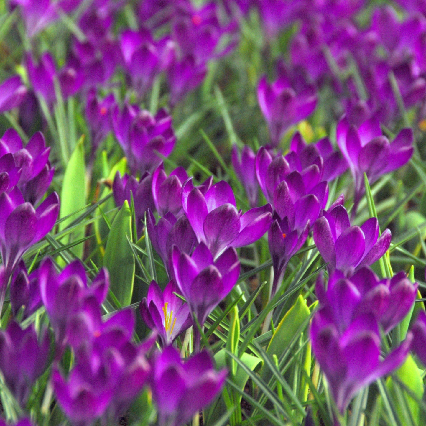 Flower Record Crocus