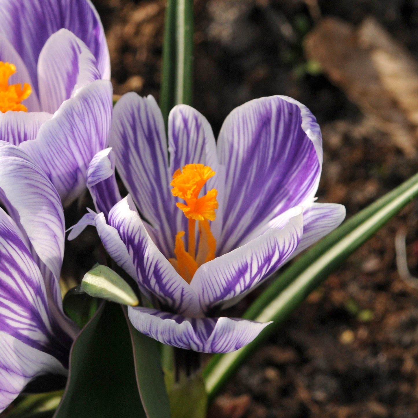 King of the Striped Crocus
