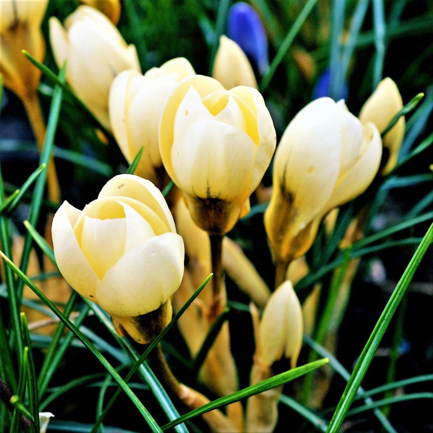 Cream Beauty (Fragrant) Crocus