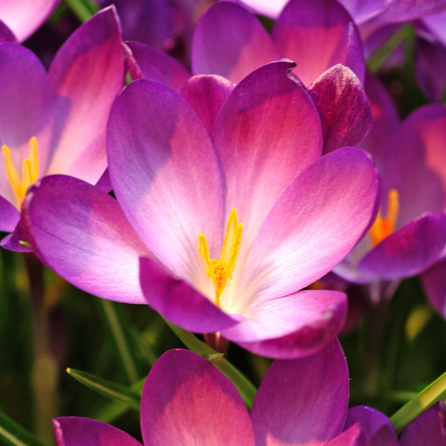 Ruby Giant (Fragrant) Crocus