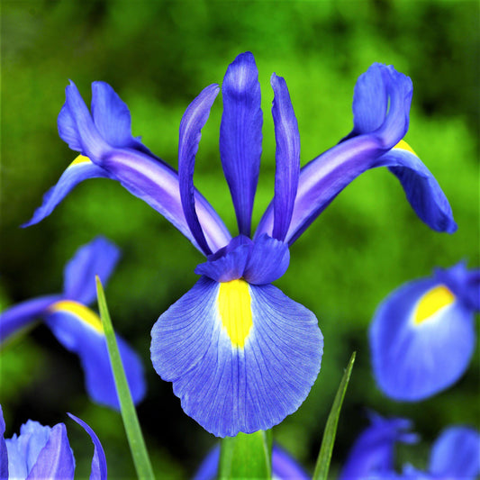 Dutch Iris - Blue Diamond