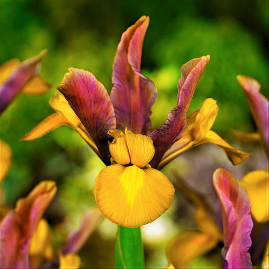 Dutch Iris - Bronze Beauty