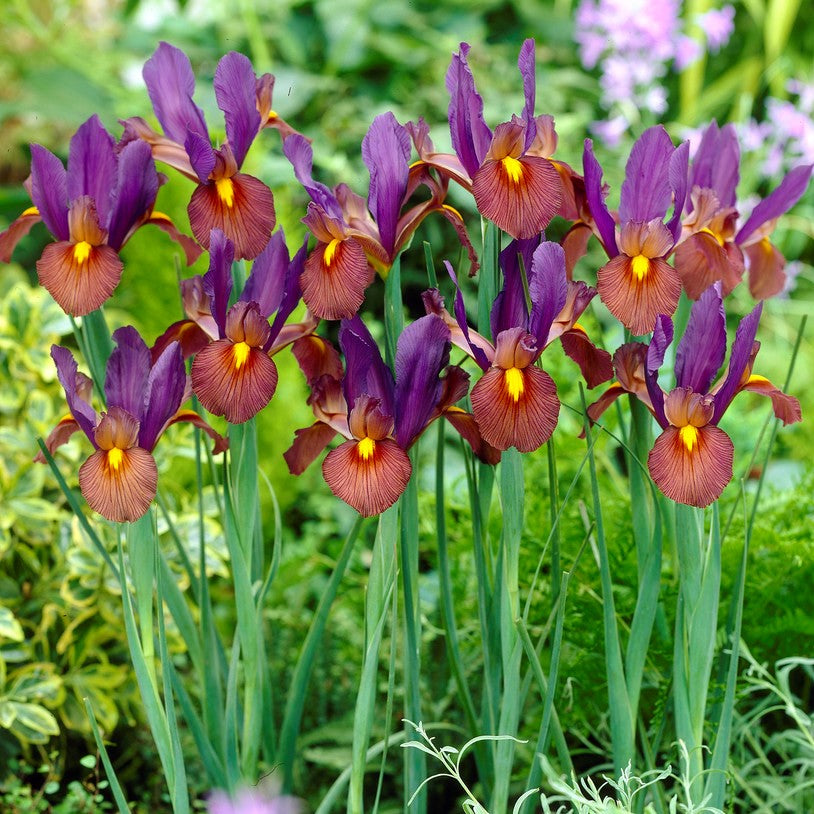 Dutch Iris - Eye of the Tiger