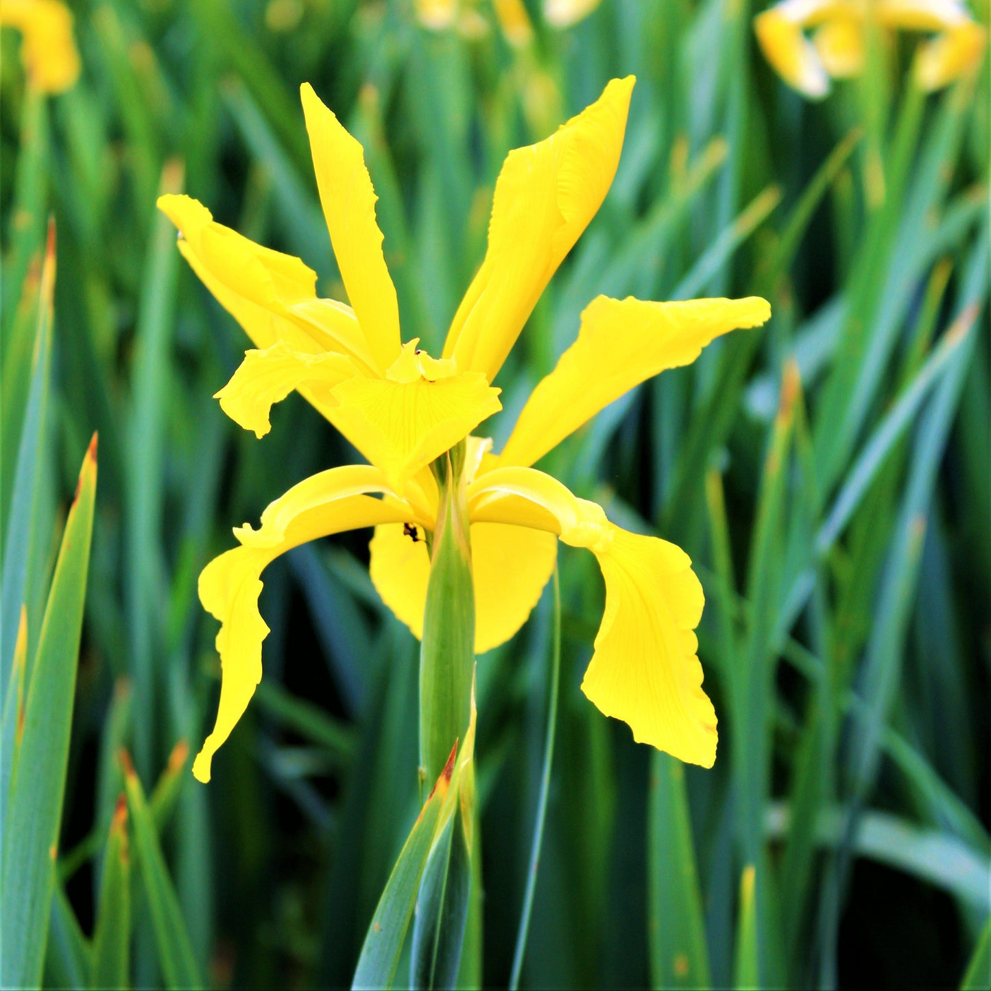 Dutch Iris - Spring Sparkle Mix