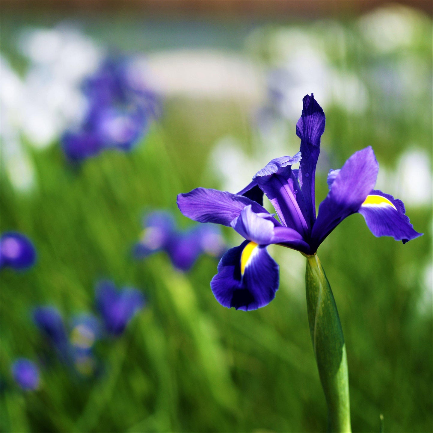 Dutch Iris - Telstar