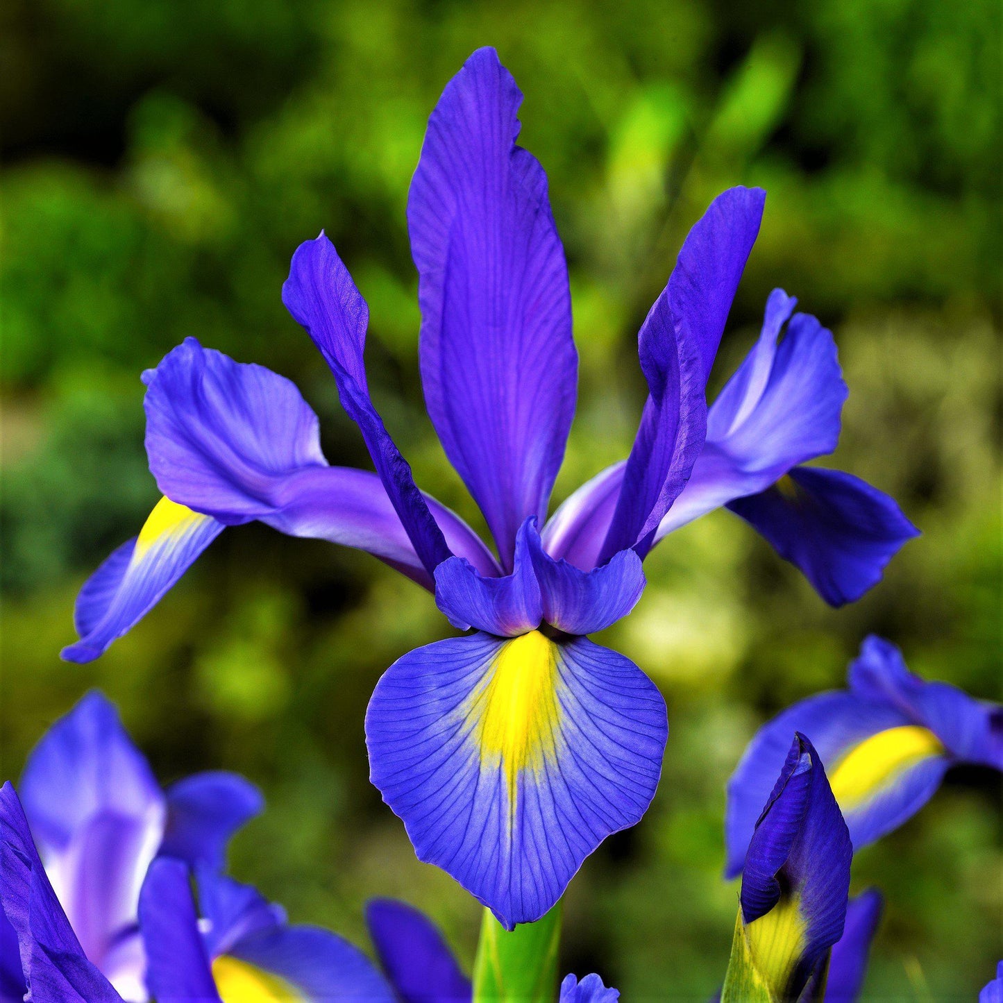 Dutch Iris - Telstar