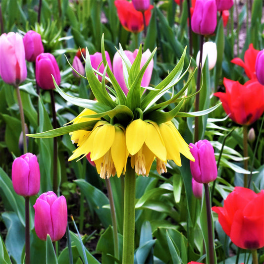 Fritillaria - Crown Imperial Yellow