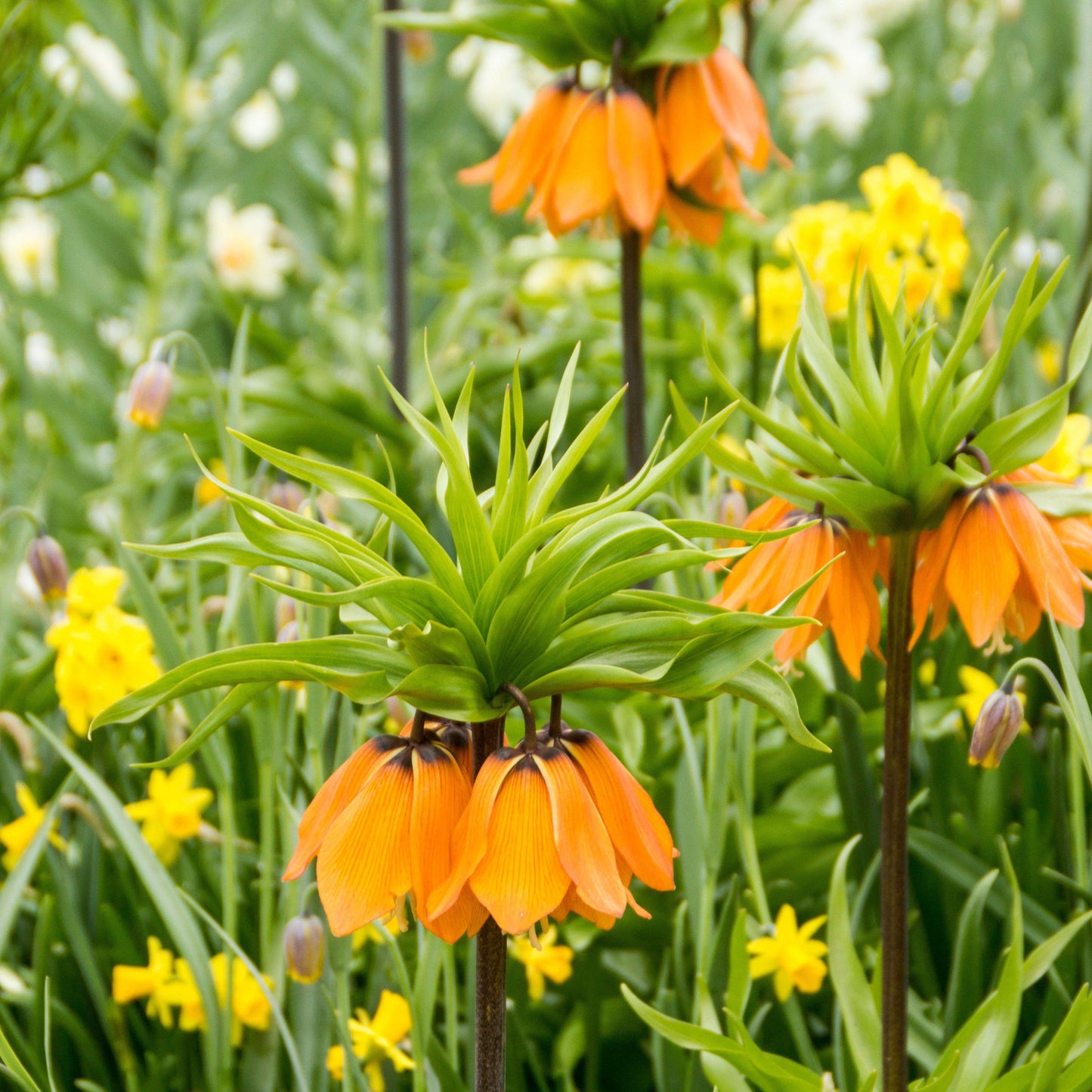 Fritillaria - Crown Imperial Aurora