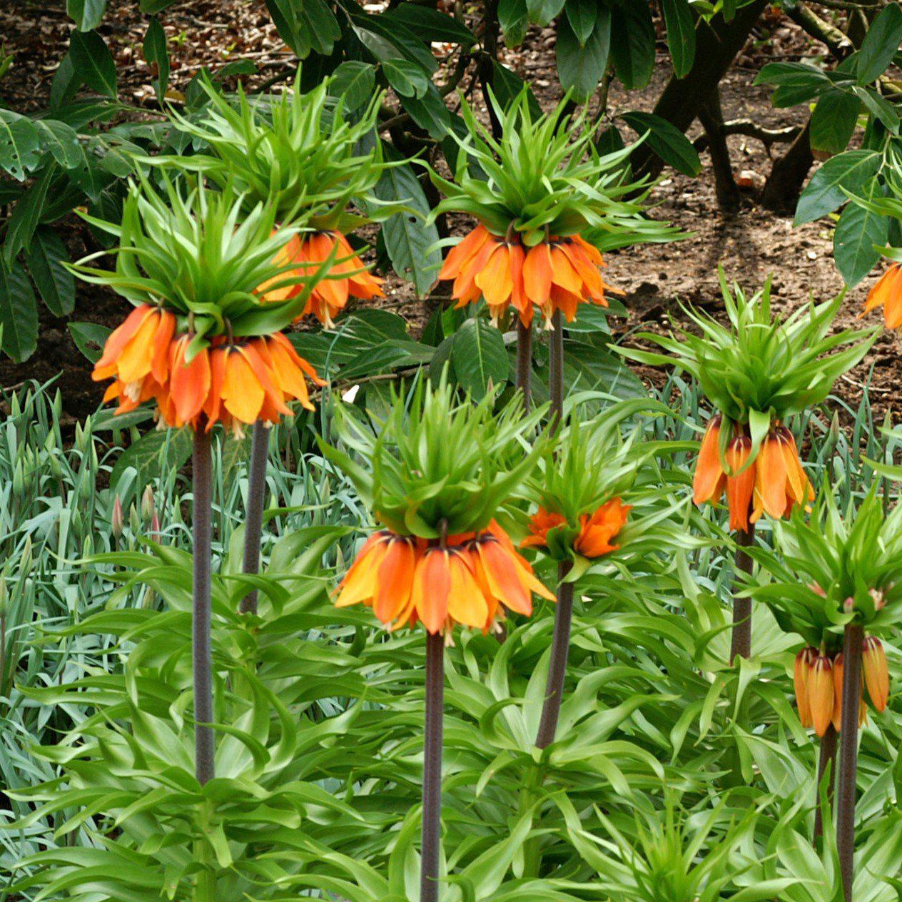 Fritillaria - Crown Imperial Aurora