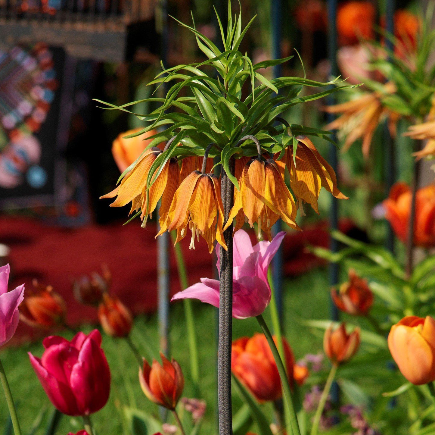 Fritillaria - Crown Imperial Aurora