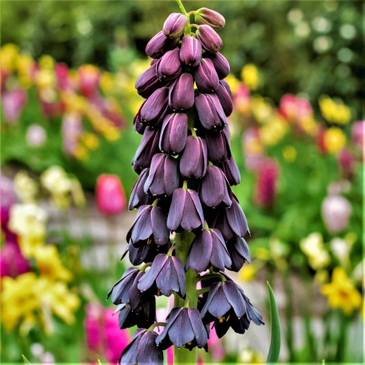 Fritillaria - Persica Plum Bells