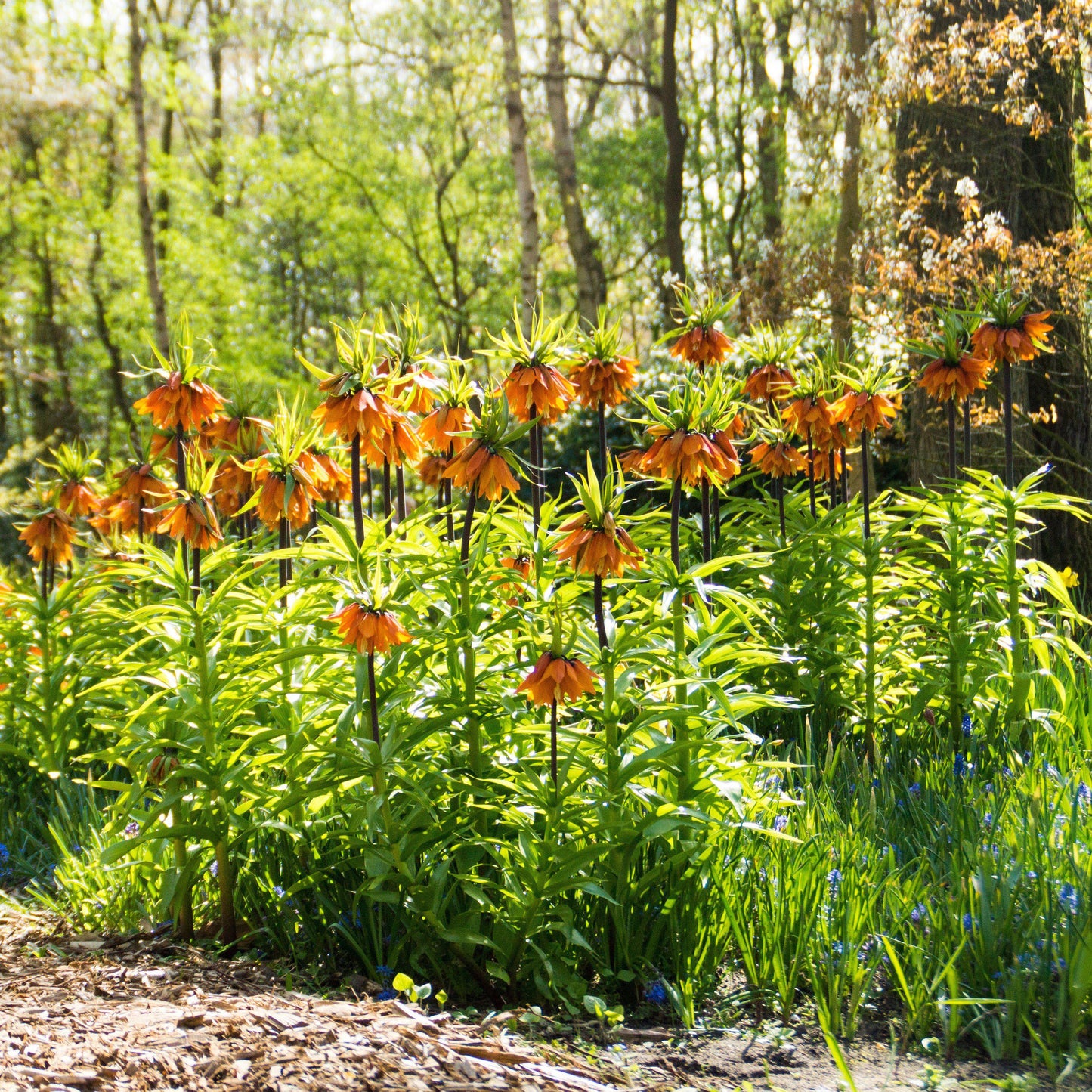 Fritillaria - Crown Imperial Aurora