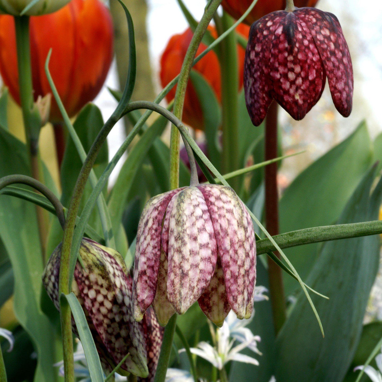 Fritillaria - Checkered Lily Meleagris