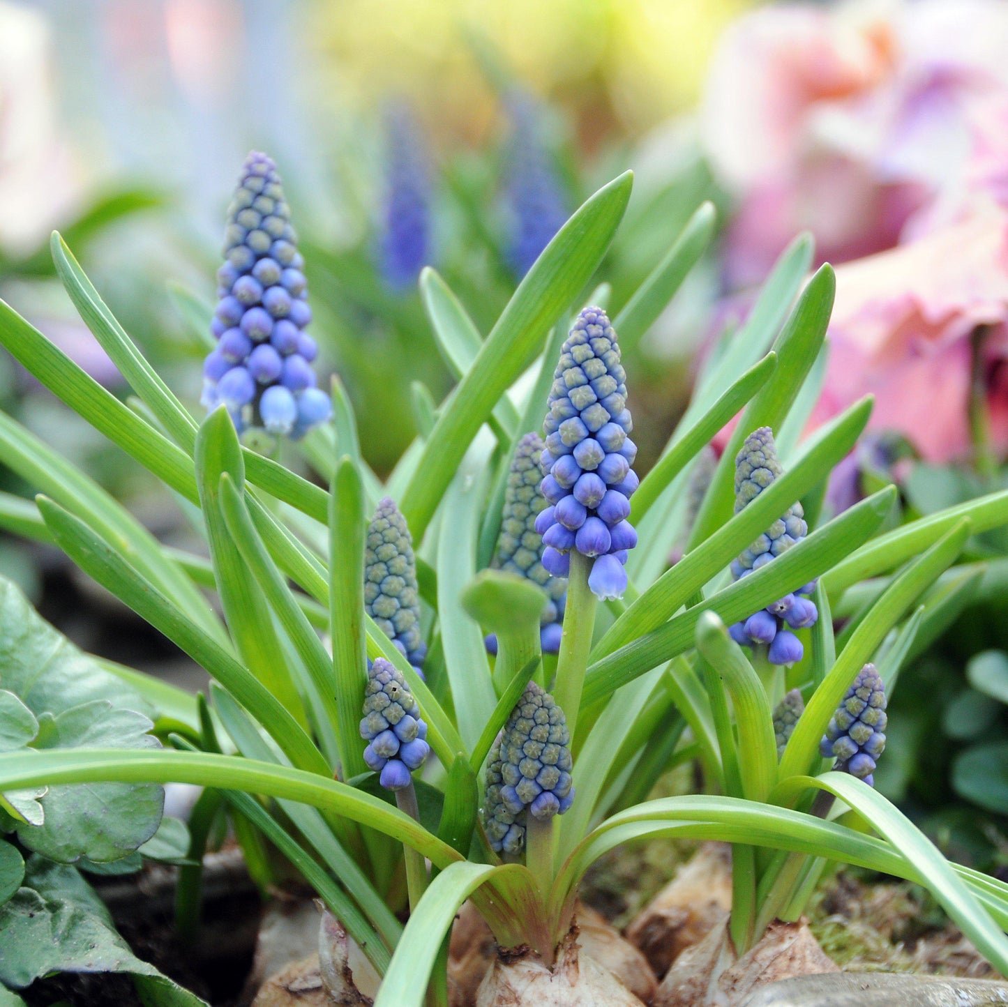 Blue Grape Hyacinth - PreOrder
