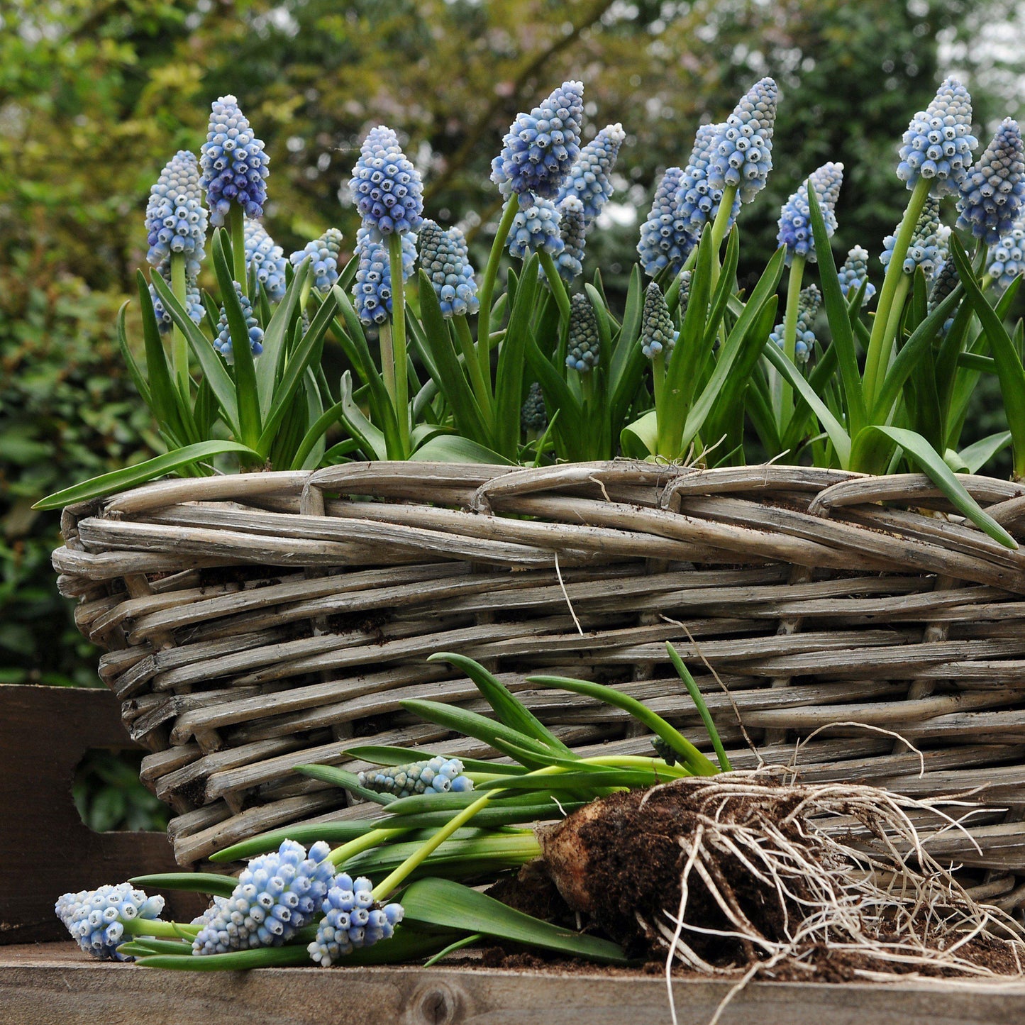 Ocean Magic Grape Hyacinth - PreOrder