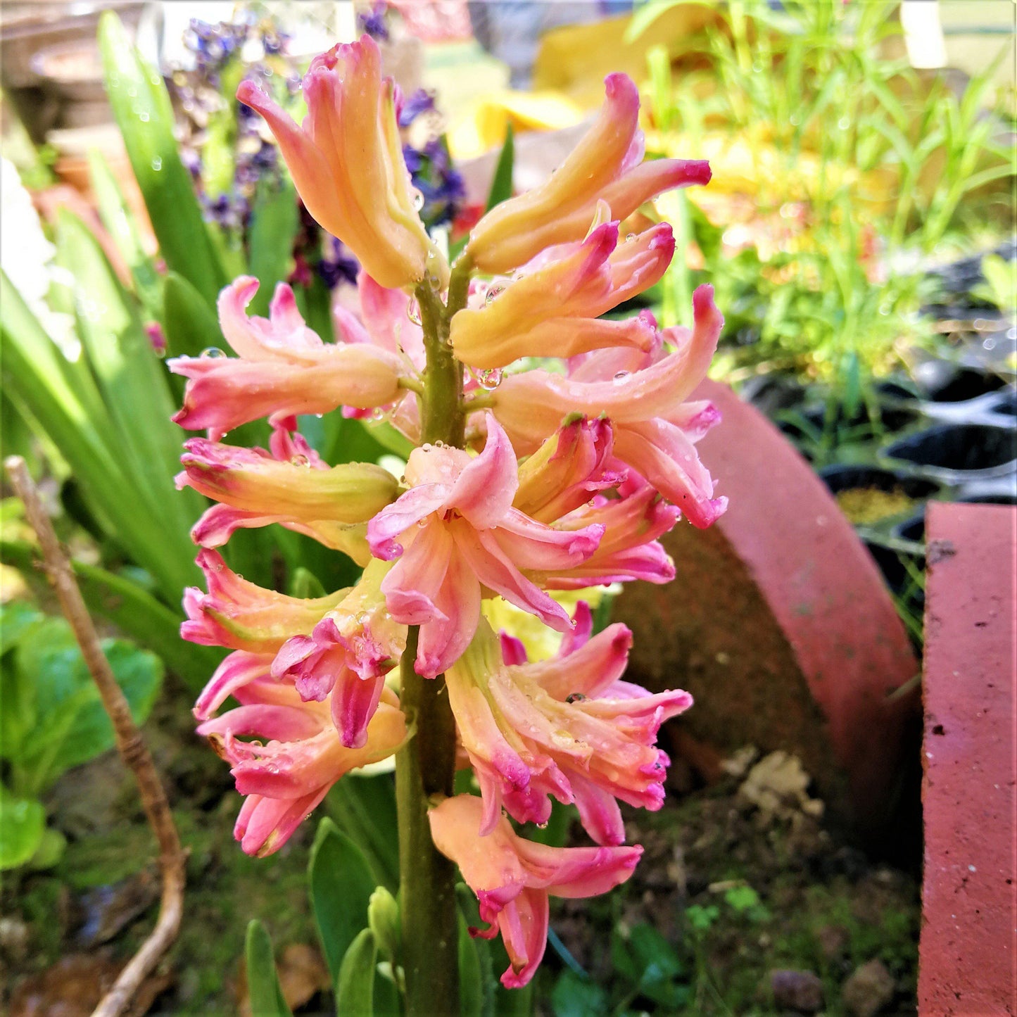 Hyacinth - Gypsy Queen